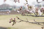 第05回全国高等学校女子硬式野球選抜大会